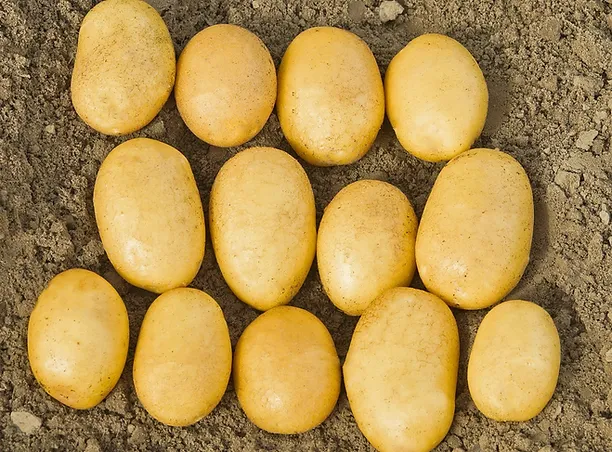 Agria potato seed