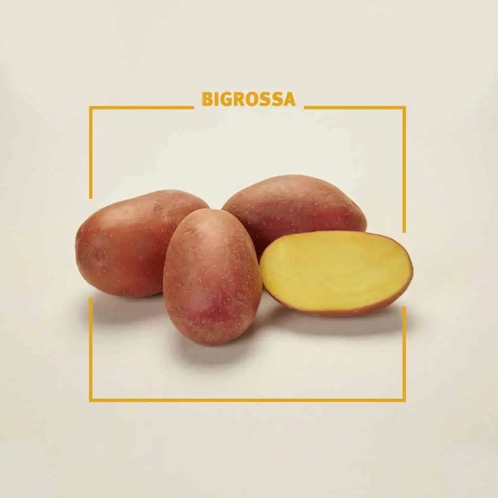 Πατατόσπορος 9 BigRossa potato seed