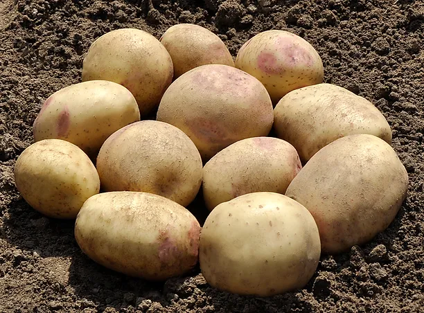 Cara potato seed