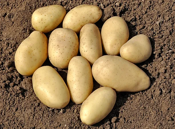 SPUNTA potato seed