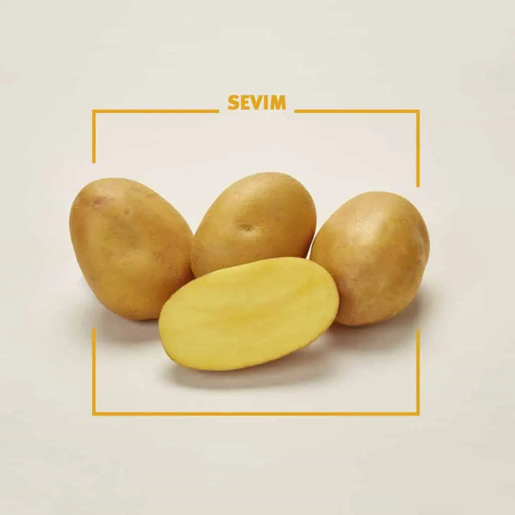 Πατατόσπορος 8 Sevim potato seed