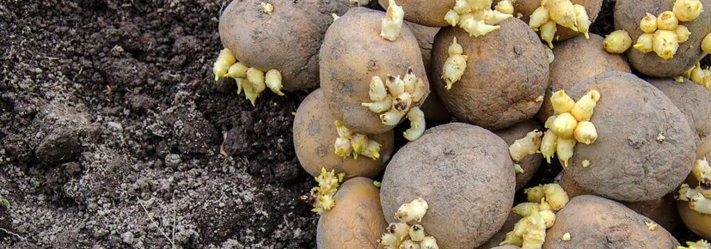 Potato seed 1 Πατατόσπορος