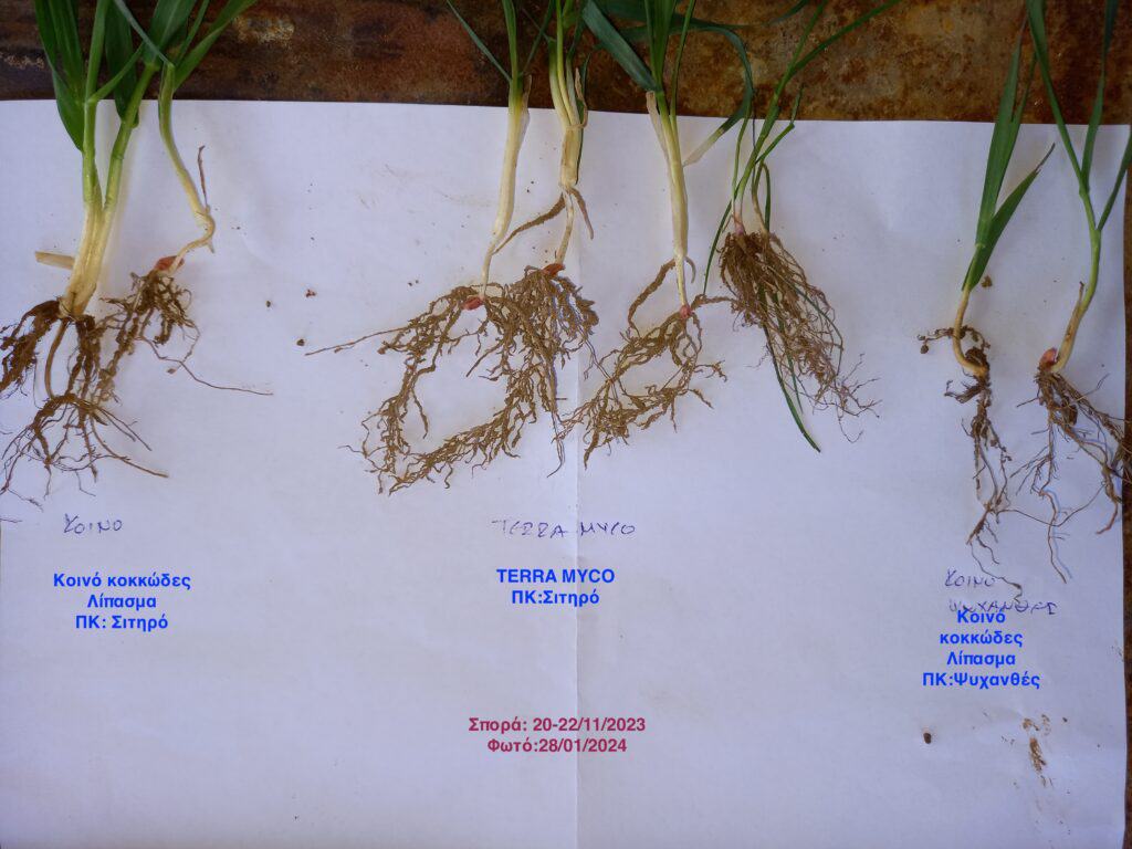 Χαρακτηριστική φωτογραφία που αποδεικνύει την διαφορά εφαρμογής του TERRA MYCO  σε καλλιέργειες σιτηρών 