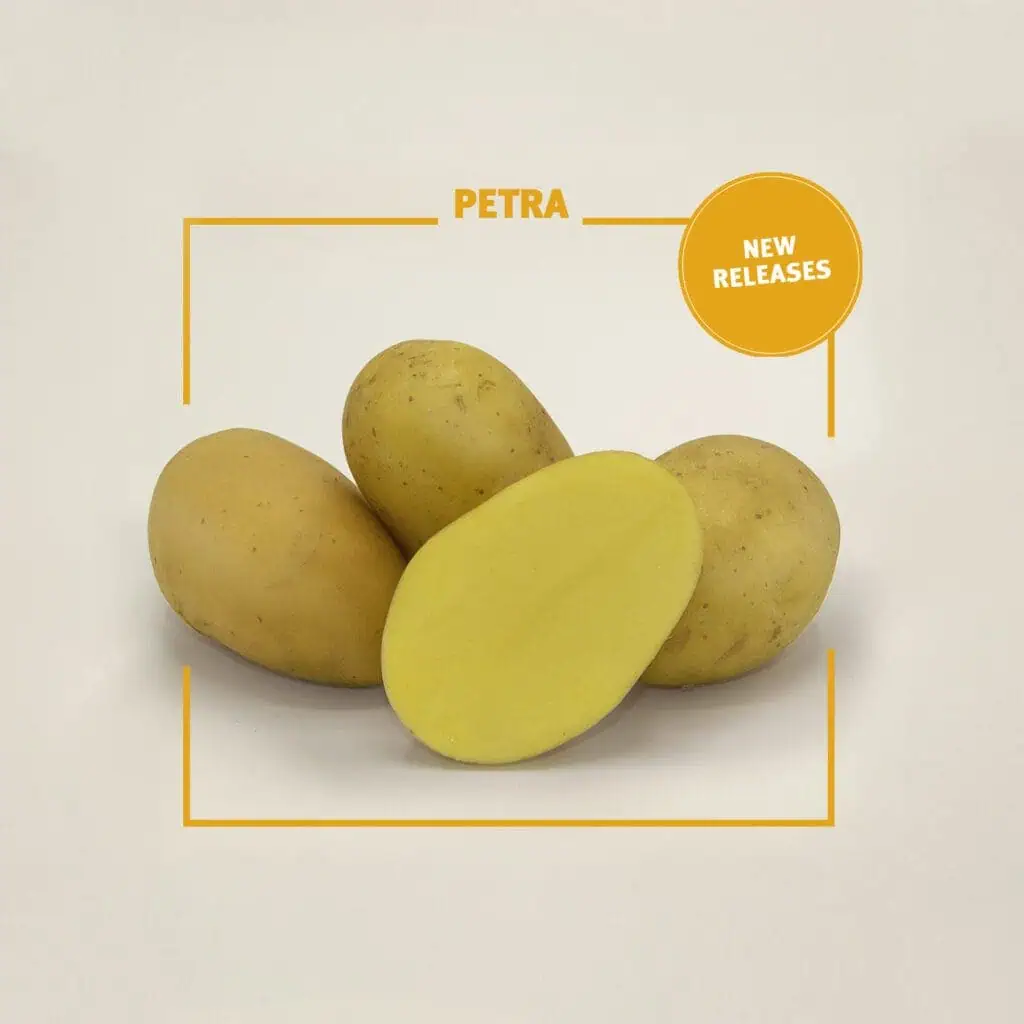 Πατατόσπορος 10 Petra potato variety 1