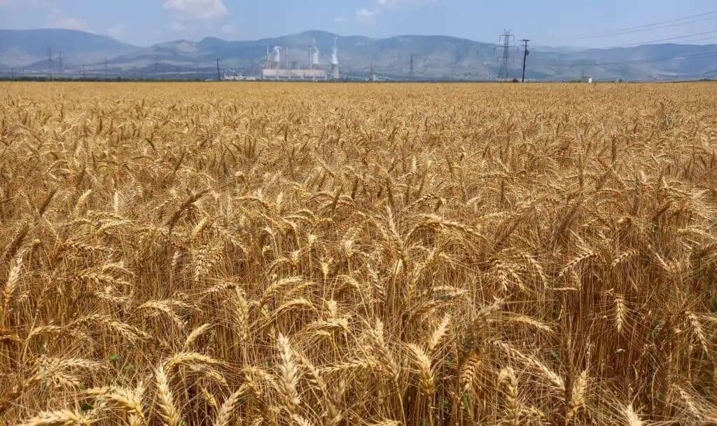 DEFKALION. σιτάρι Μαλακό άριστης προσαρμοστικότητας και Απόδοσης 4 3444 scaled e1742188390454