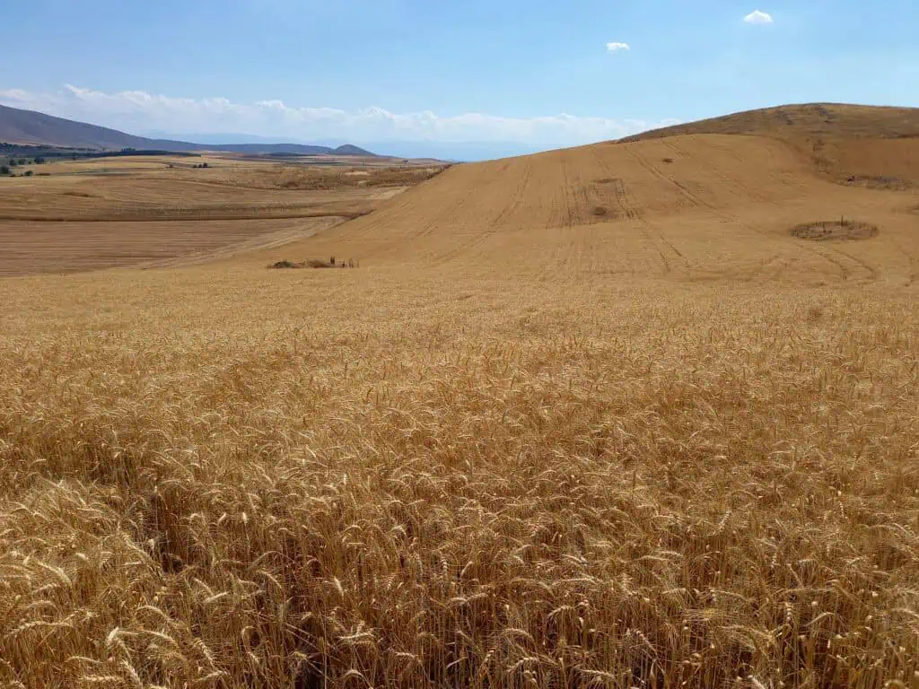 DEFKALION. wheat Soft wheat of excellent adaptability and performance 1 411