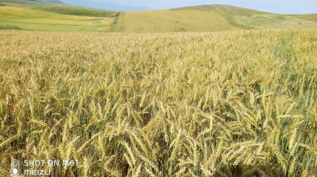 DEFKALION. σιτάρι Μαλακό άριστης προσαρμοστικότητας και Απόδοσης 5 P00510 092313 scaled e1742189077103