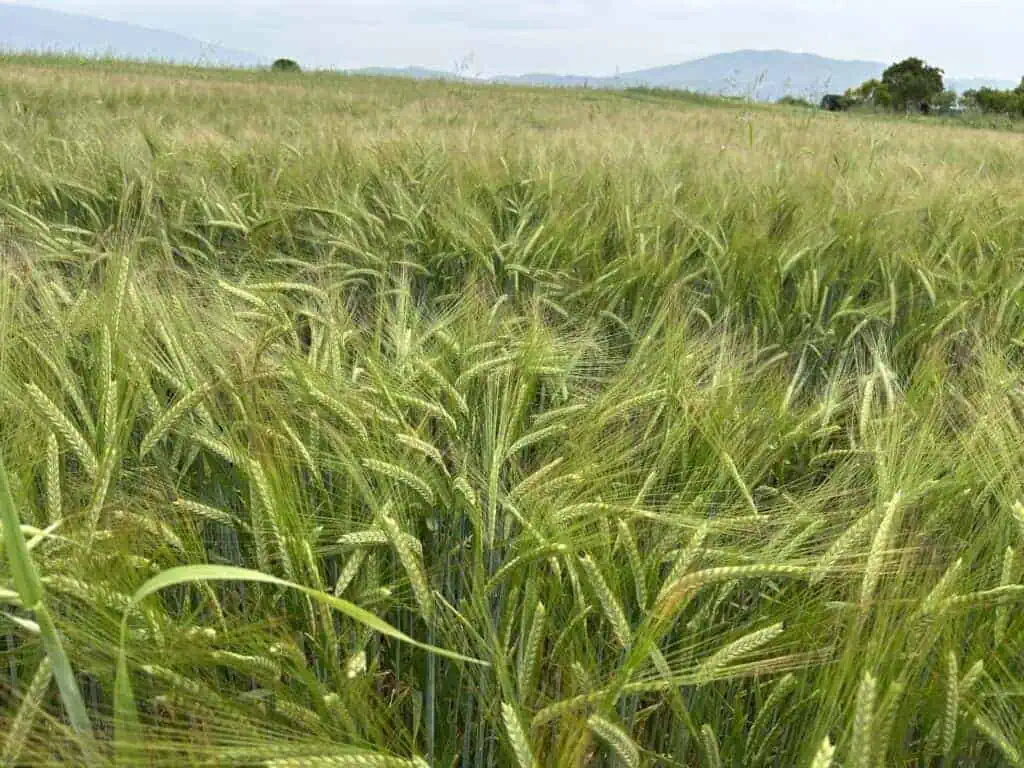 Barley K8 (variety to be entered in the National Catalogue) 2 IMG 2859