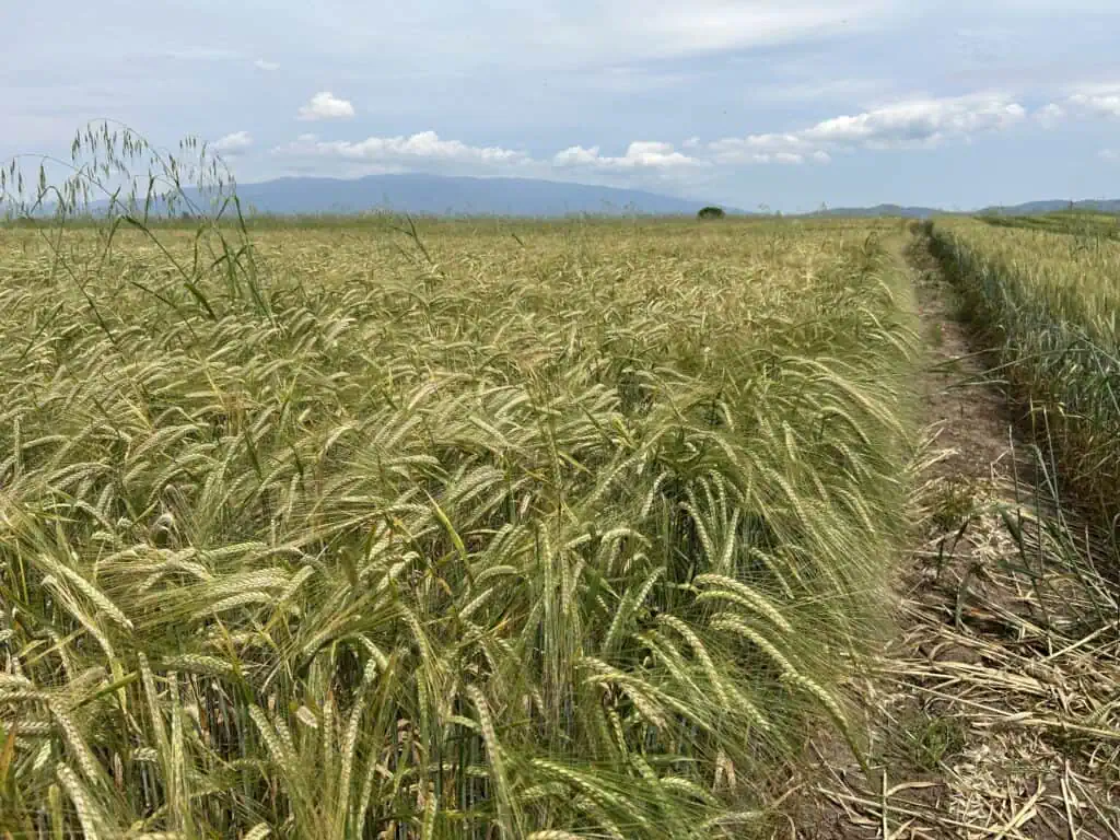 Barley K8 (variety to be entered in the National Catalogue) 1 IMG 2876
