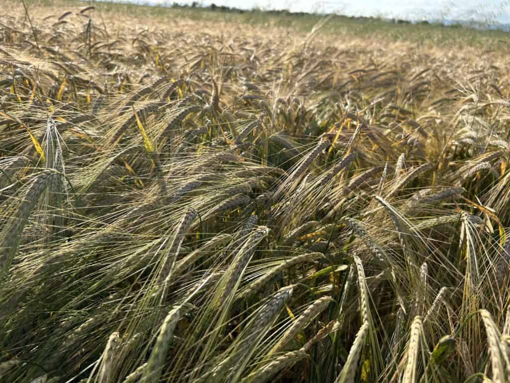Barley K8 (variety to be entered in the National Catalogue) 3 IMG 2893